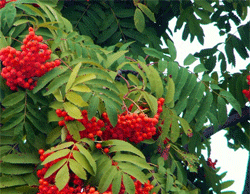 Рябина – не только красиво, но и полезно