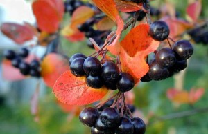 Черная рябина в вашем саду