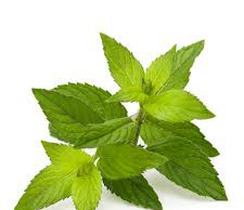 Мята – выращиваем в саду и дома
