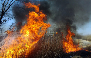 Горожане ведут борьбу с поджегами мусора и листьев