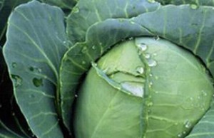 Уберегаем урожай капусты от болезней