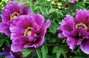 Продлеваем цветение растений