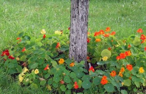 Ухаживаем за приствольными кругами деревьев