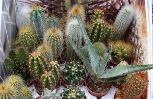 Растения, которые можно редко поливать