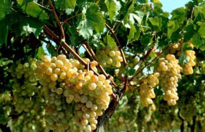 Этот уникальный виноград