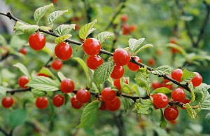 Войлочная вишня – чудо в саду