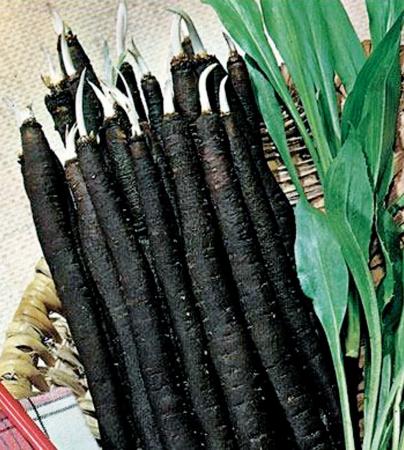 Скорцонер 2