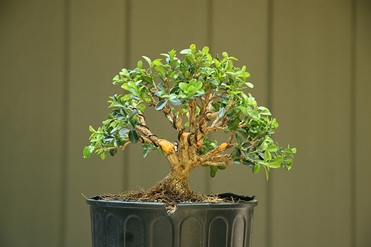 древесное растение