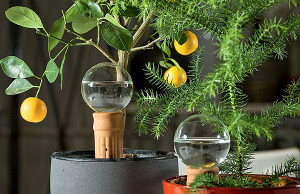 Поливаем цветы во время отъезда