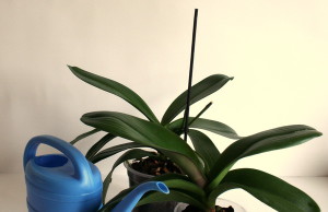 Полив пересушенных растений