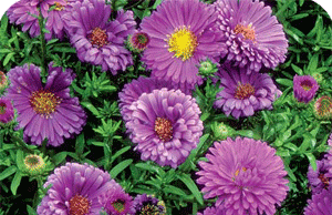 Астры и болезни цветка