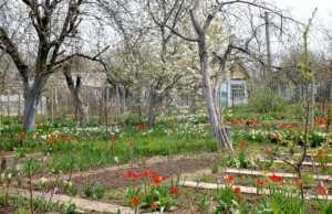 Апрель – начало основных работ в саду