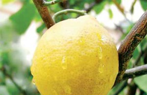 Прививка лимона – обязательна ли она?
