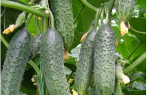 Выбор семян огурцов на посадку