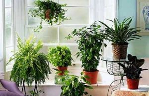 Неприхотливые комнатные растения