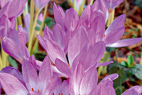 Садово-парковые растения на участке