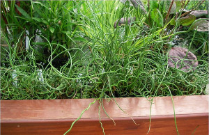 Ситник – что за необычное растение?