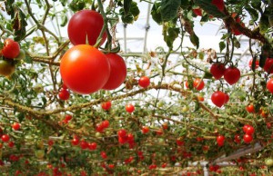 Немного о сроках посева томатов