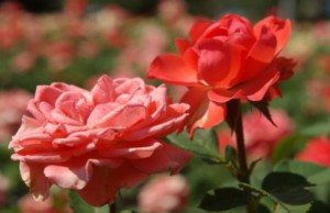 Чем подкармливать розы?