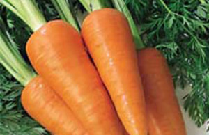 Семена моркови – сначала подготовка