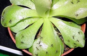 Цветочная мошка – как от нее избавиться?