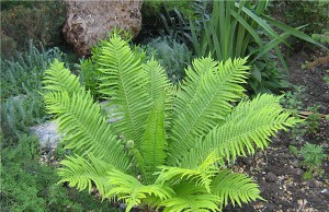 Папоротник в саду