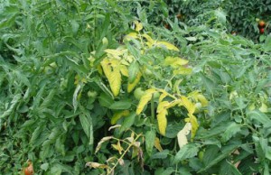 Листья томатов желтеют – какова причина?