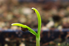 Время для пикеровки рассады