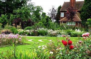 Сочетание роз в саду с другими растениями