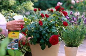 Восстанавливаем розы после зимы