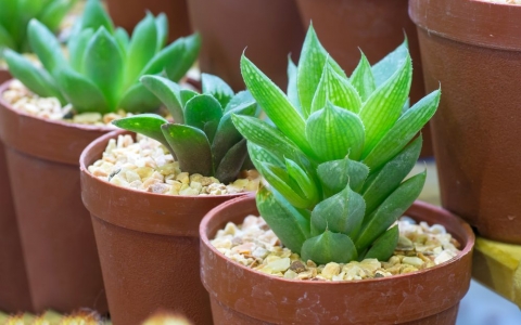 самые неприхотливые растения 2