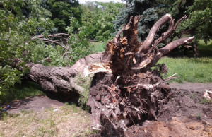 Ураган валил деревья и срывал крыши