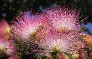 Шелковая акация в вашем саду