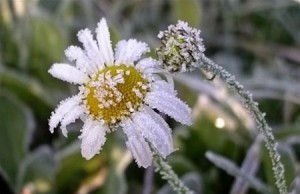 Отголоски зимы в саду