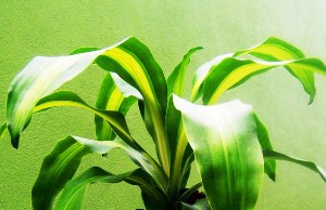 Драцена душистая – уход за удивительным растением