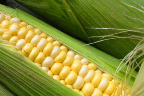 Сладкая кукуруза – в чем ее особенности?