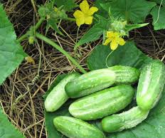 Правила выращивания огурцов в открытом грунте