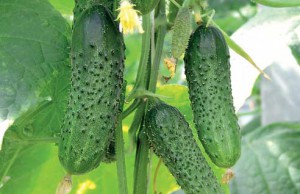 Гибриды огурцов – какой выбрать?