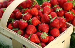 Клубника – как получить максимальный урожай?