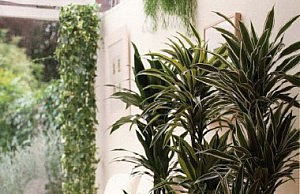 Растения, которые отлично растут в тени