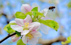 Работы в саду в мае