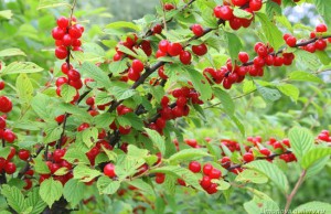 Войлочная вишня – украшение и источник плодов