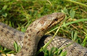 Если в саду завелись змеи