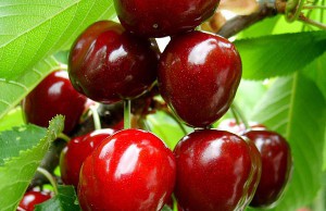 Готовимся к сезону черешни