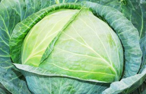 Белокочанная капуста – искусство выращивания