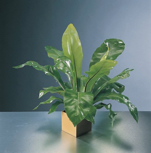 растения тень