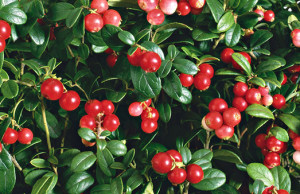 Брусника – чем полезна ягода?