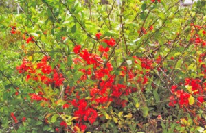 Оригинальный кустарник с необычными плодами