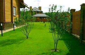 Особенности ухода за газоном