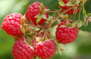 Стеблевая галлица – самое опасное заболевание малины